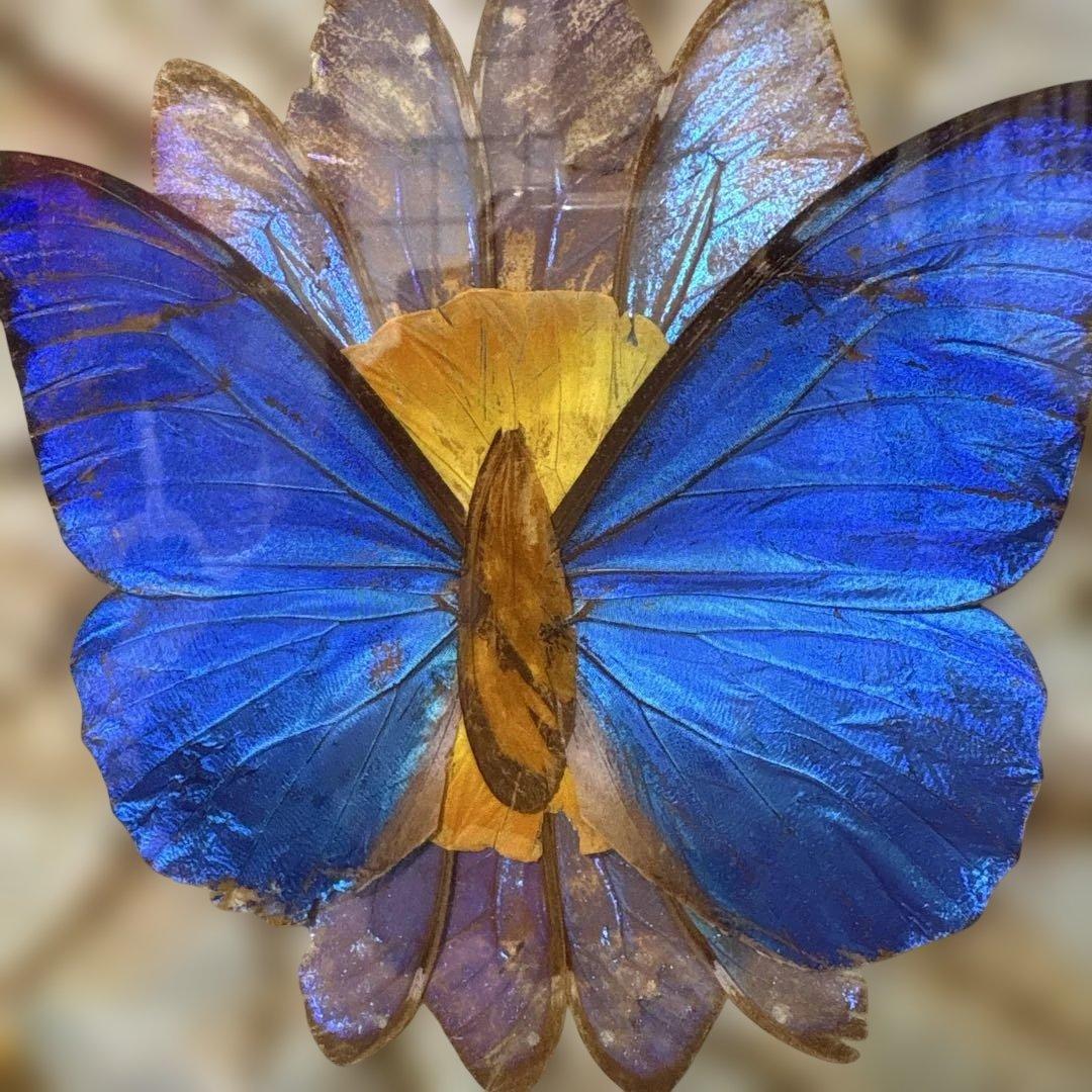 モルフォ蝶　標本　アート作品　額縁付き