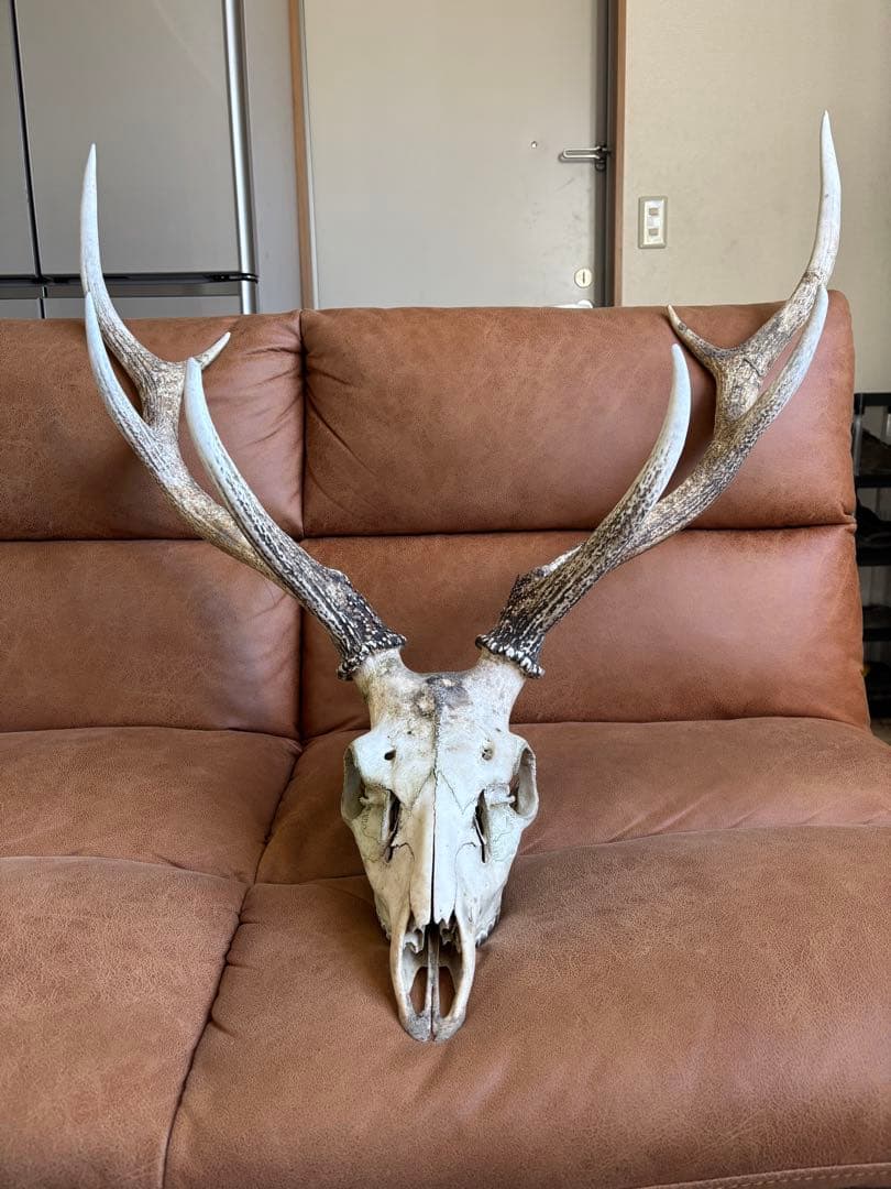 エゾシカの頭骨