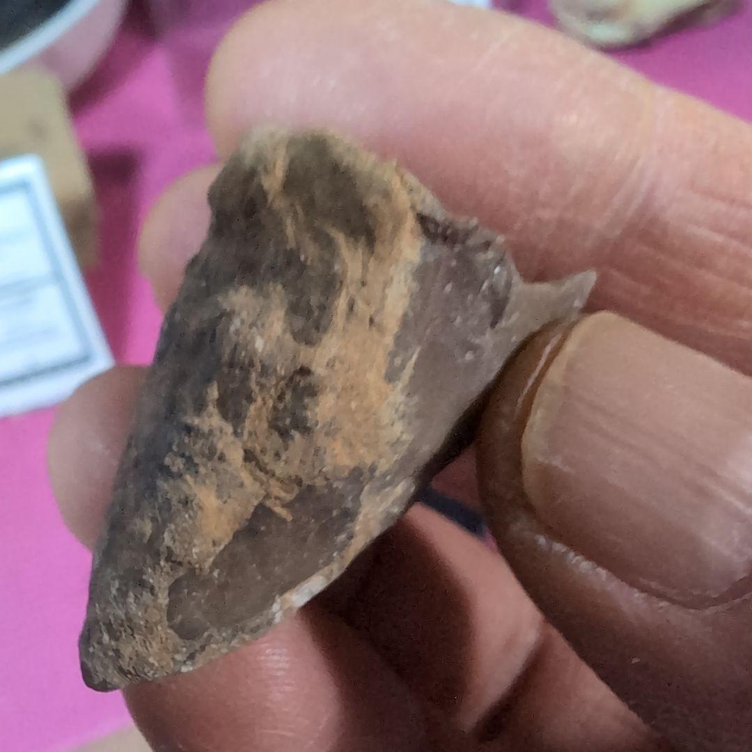 本物　恐竜の歯　内部水晶化　モササウルス?　25グラム