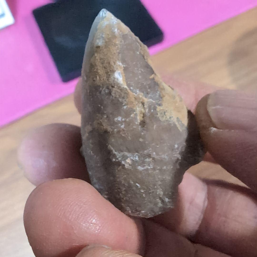 本物　恐竜の歯　内部水晶化　モササウルス?　25グラム