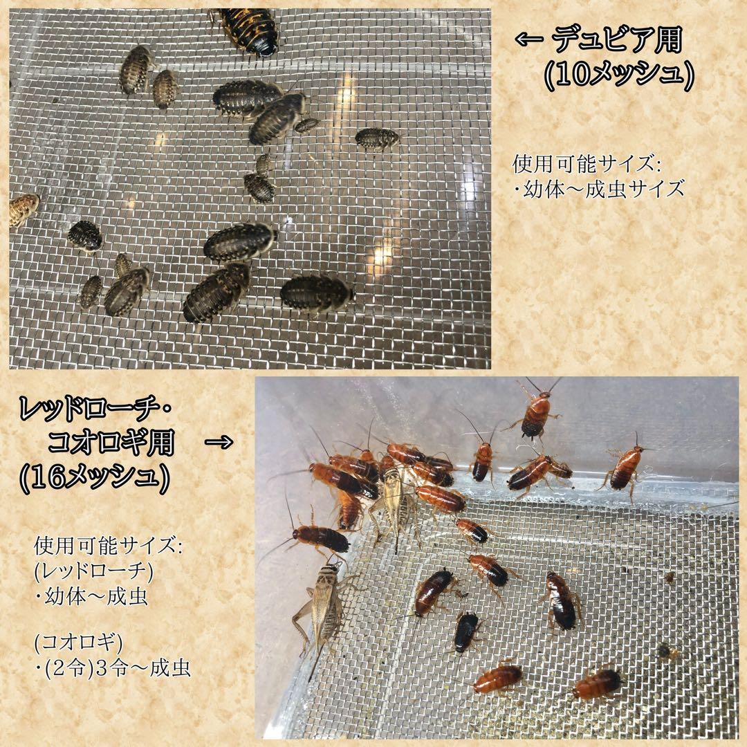 ミッキー1960様　S(フル)