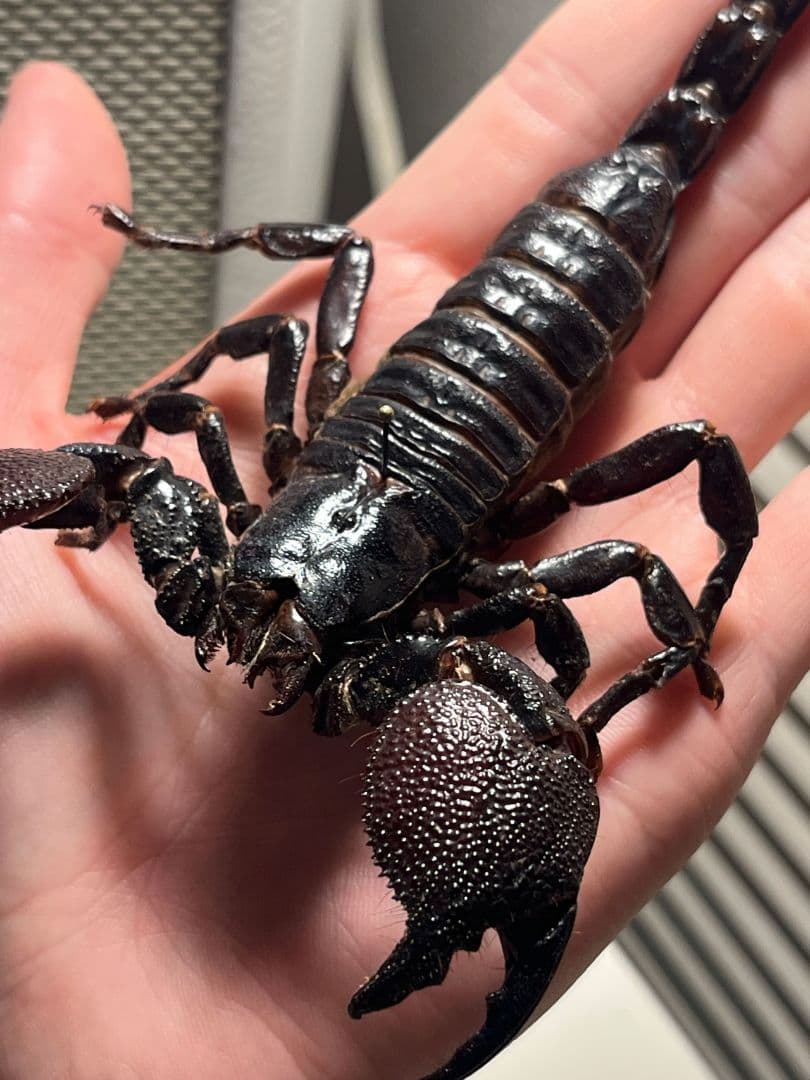 【150mm程】ダイオウサソリ エンペラースコーピオンムカデセンチピード