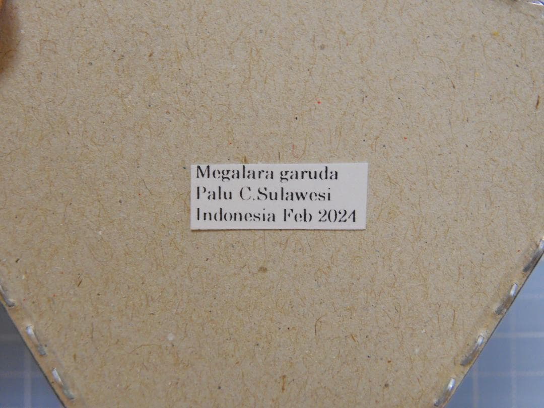 標本 Sulawesi Megalara garuda 55mm(wings)