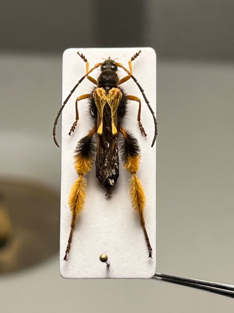 【天牛最美麗種】チリケブカホソコバネカミキリ 標本 とんでもない甲虫