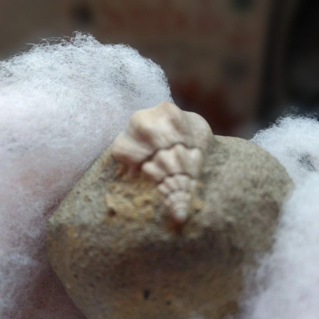 美術 デッサン用 極美品 Fulgoraria化石 500万年前 高知産