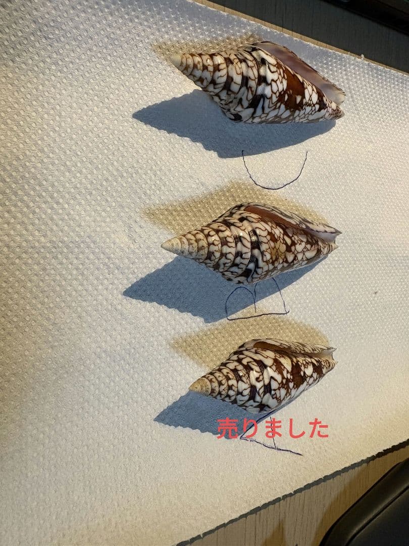 貝殻 イモガイ \"Milneedwardsii” 赤と白いストライプ