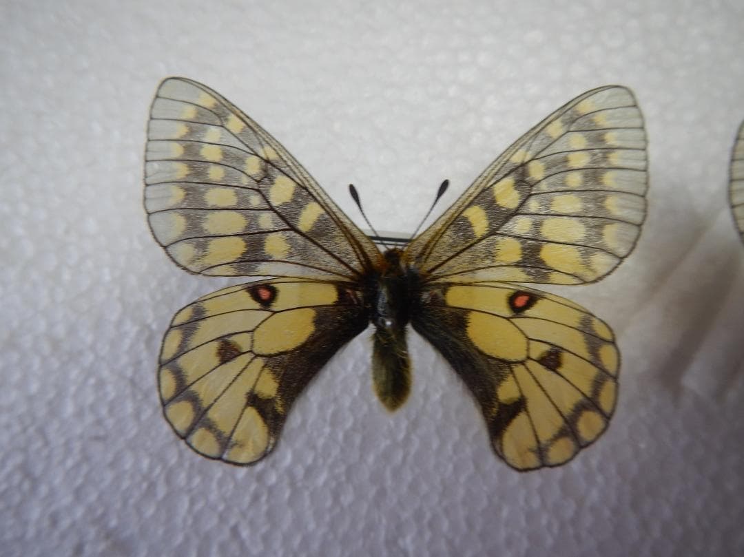 ウスバキチョウ（ロシア）ペアー