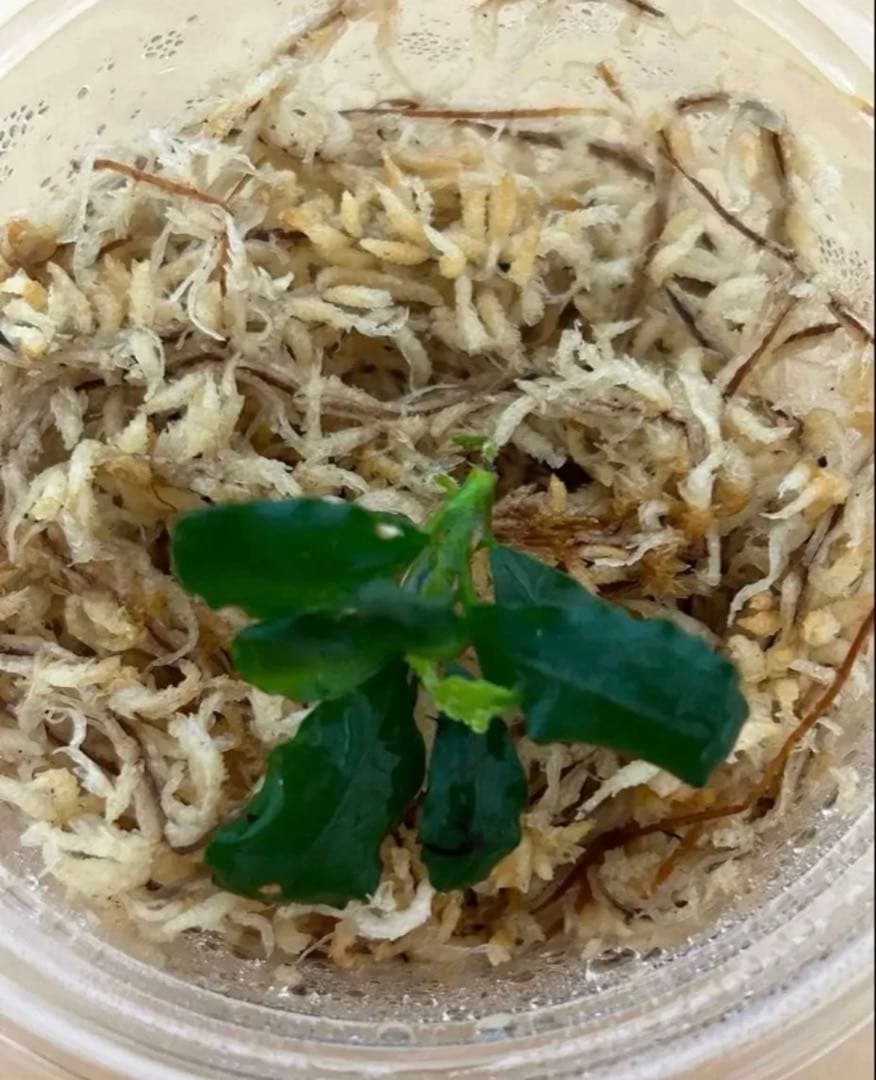 bucephalandra sp “彩雲” from Kapuas az便