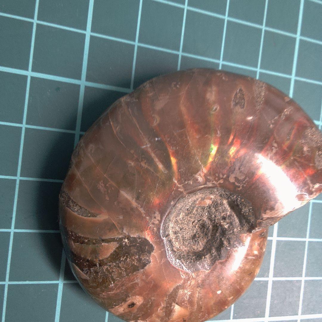 小物１ アンモナイト化石 光沢あり