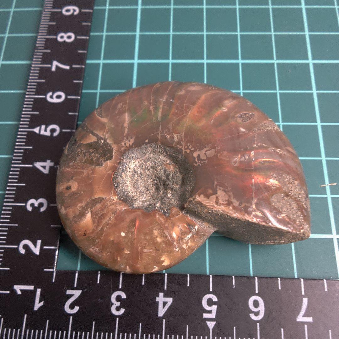 小物１ アンモナイト化石 光沢あり