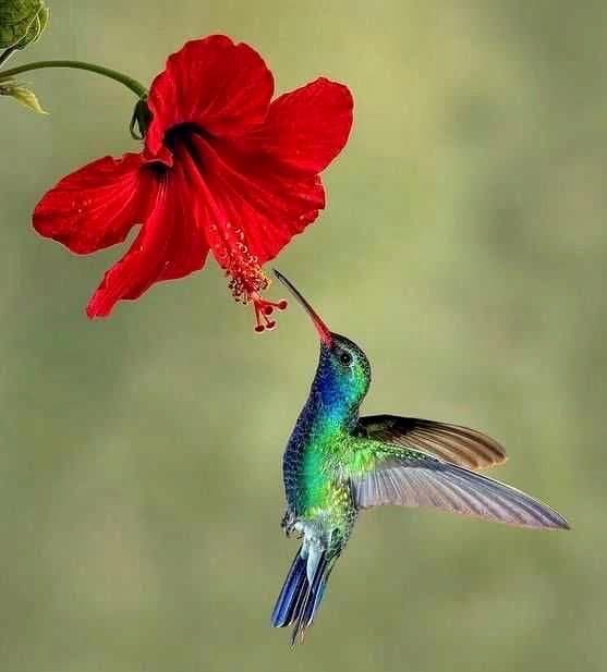 ヴィンテージ　ハチドリ　ハミングバード　アメリカ製　ステンドグラス　オーナメント