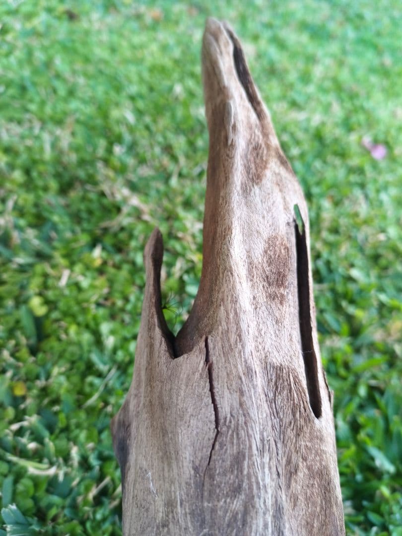 自然流木 レイアウト用品 約130cm