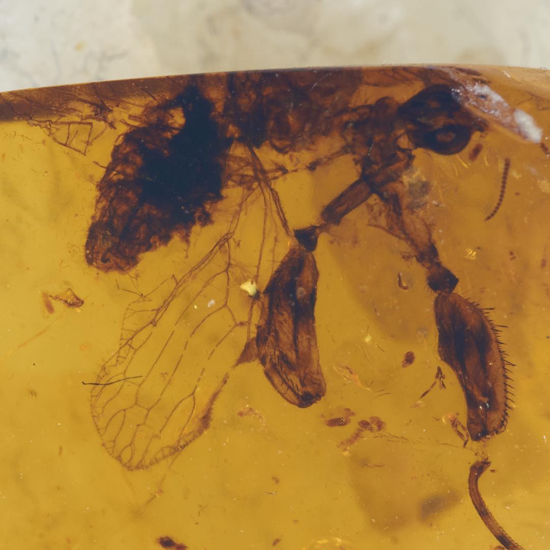 レア極上品 PA0053虫入り琥珀化石　ミャンマーカムティかタナイ9900万年前