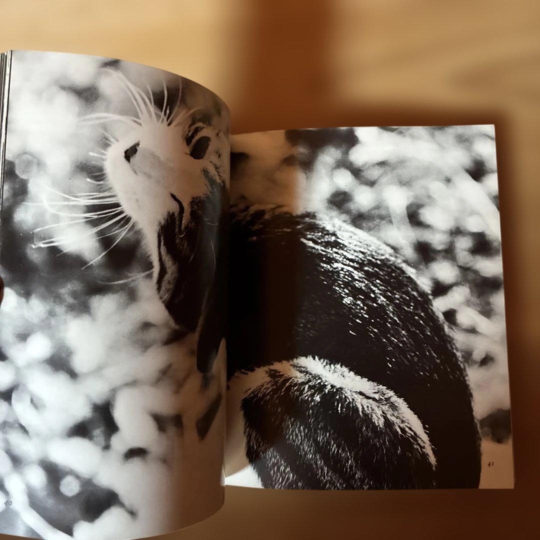 深瀬昌久　サスケ!!いとしき猫よ　写真集