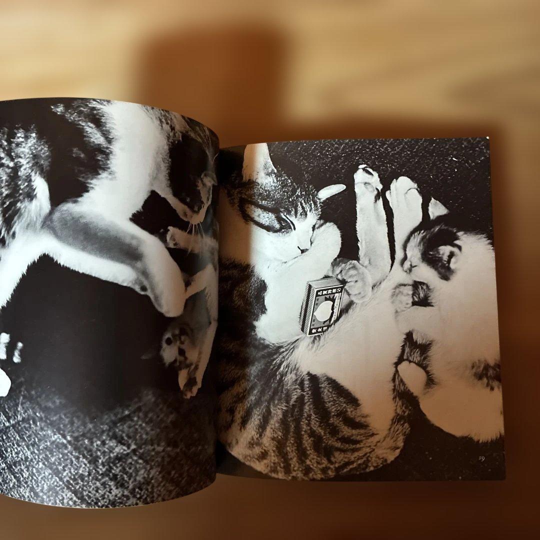 深瀬昌久　サスケ!!いとしき猫よ　写真集