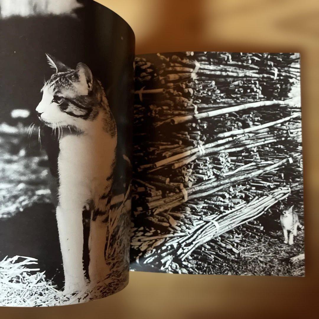 深瀬昌久　サスケ!!いとしき猫よ　写真集