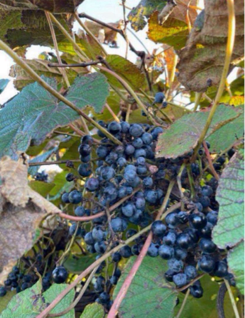 しきぱす様★完熟糖度22度岩手県産山葡萄原液ジュース360ml4本三島ふじ2kg