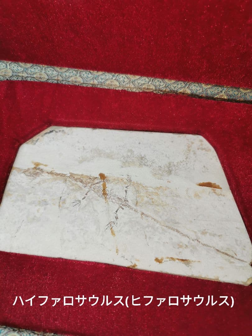 化石　ケイチョウサウルス、ハイファロサウルス　（ヒファロサウルス）3点セット