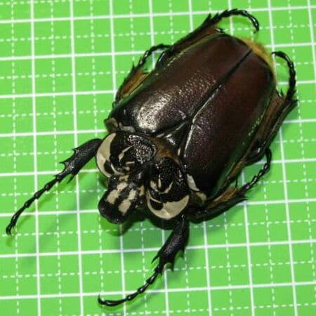 コンゴDR 赤道州 ゴライアスハナムグリ メス 53mm