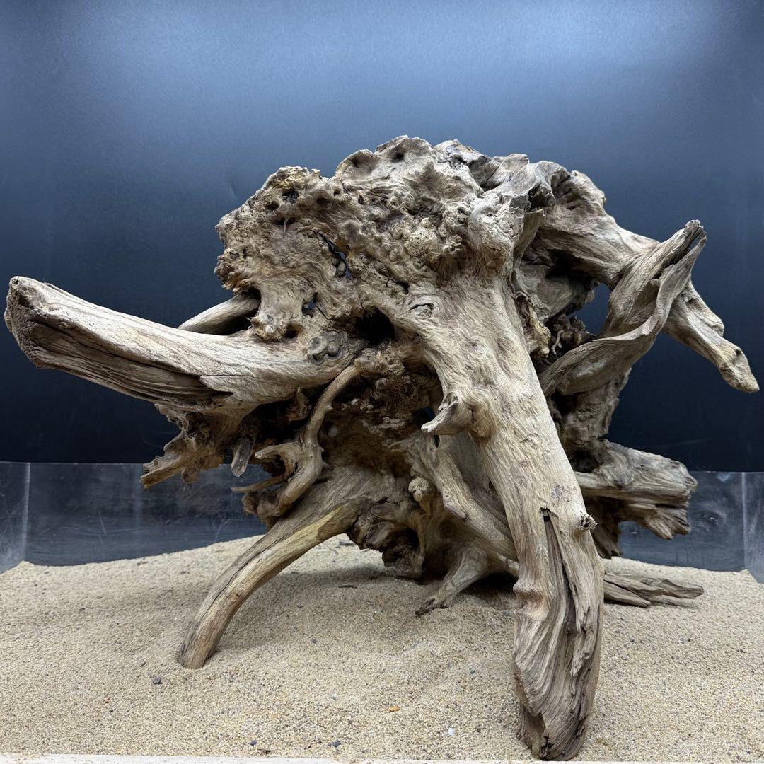 MJW-7216 「特大」ジンジャーウッド　1点物　天然流木 アクアリウム