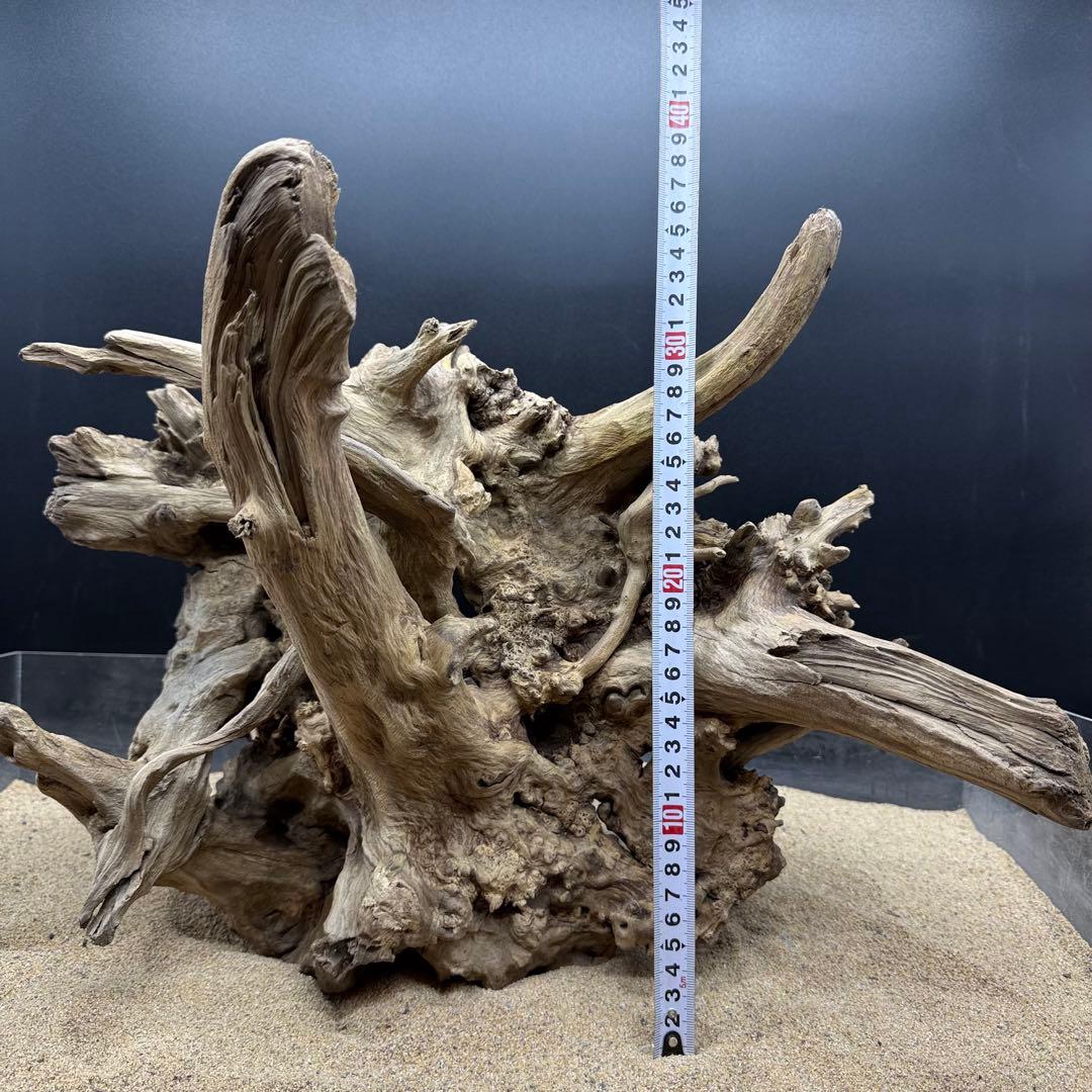 MJW-7216 「特大」ジンジャーウッド　1点物　天然流木 アクアリウム