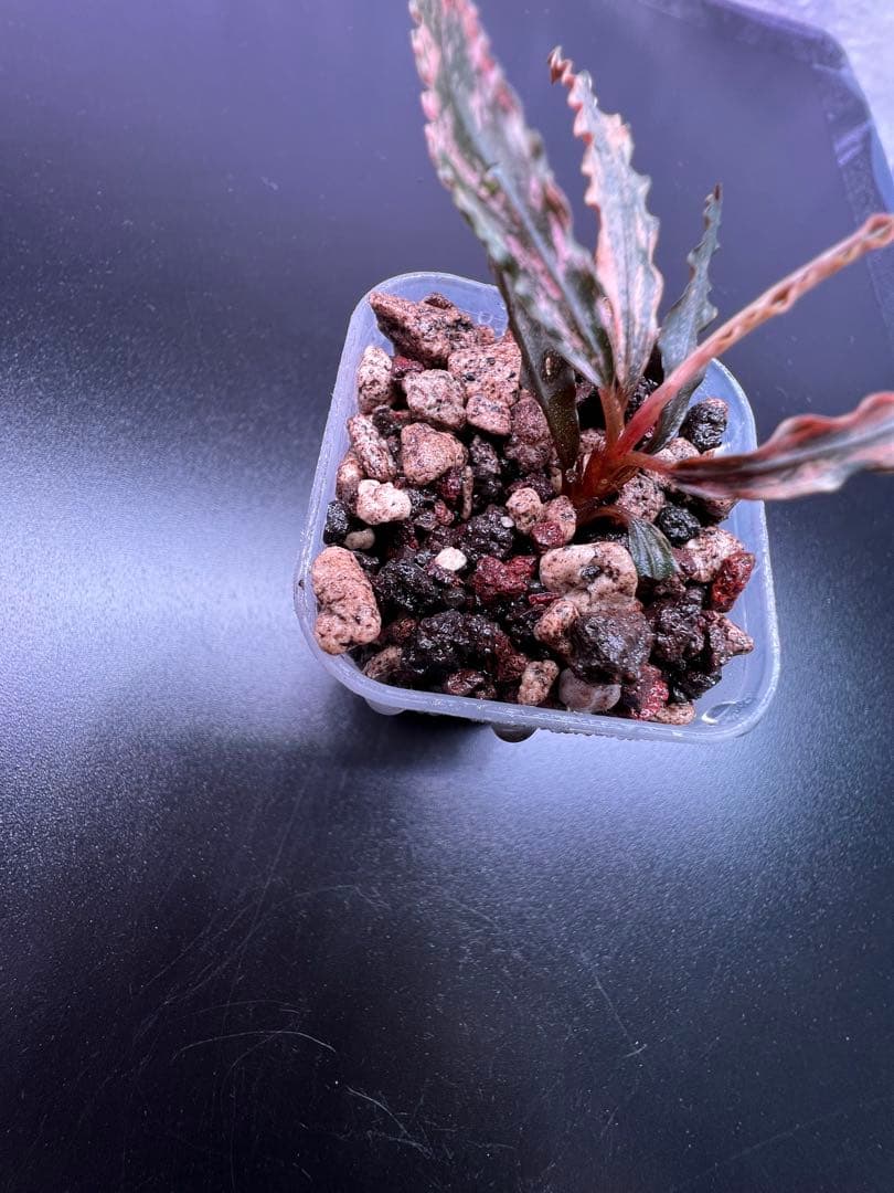 水草 Bucephalandra sp. Variegata Pink Medusa