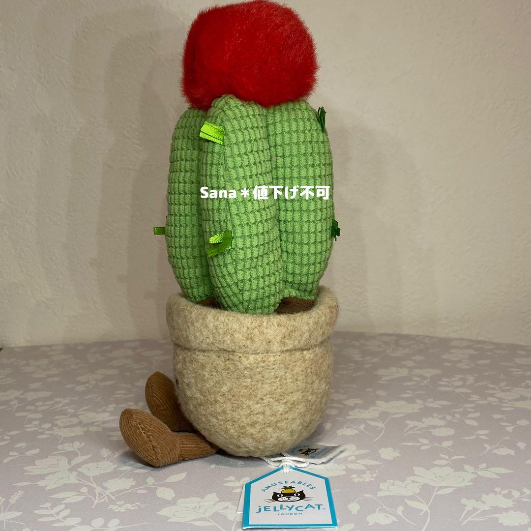 廃盤　新品　ジェリーキャット　緋牡丹　サボテン　観葉植物　植物　cactus