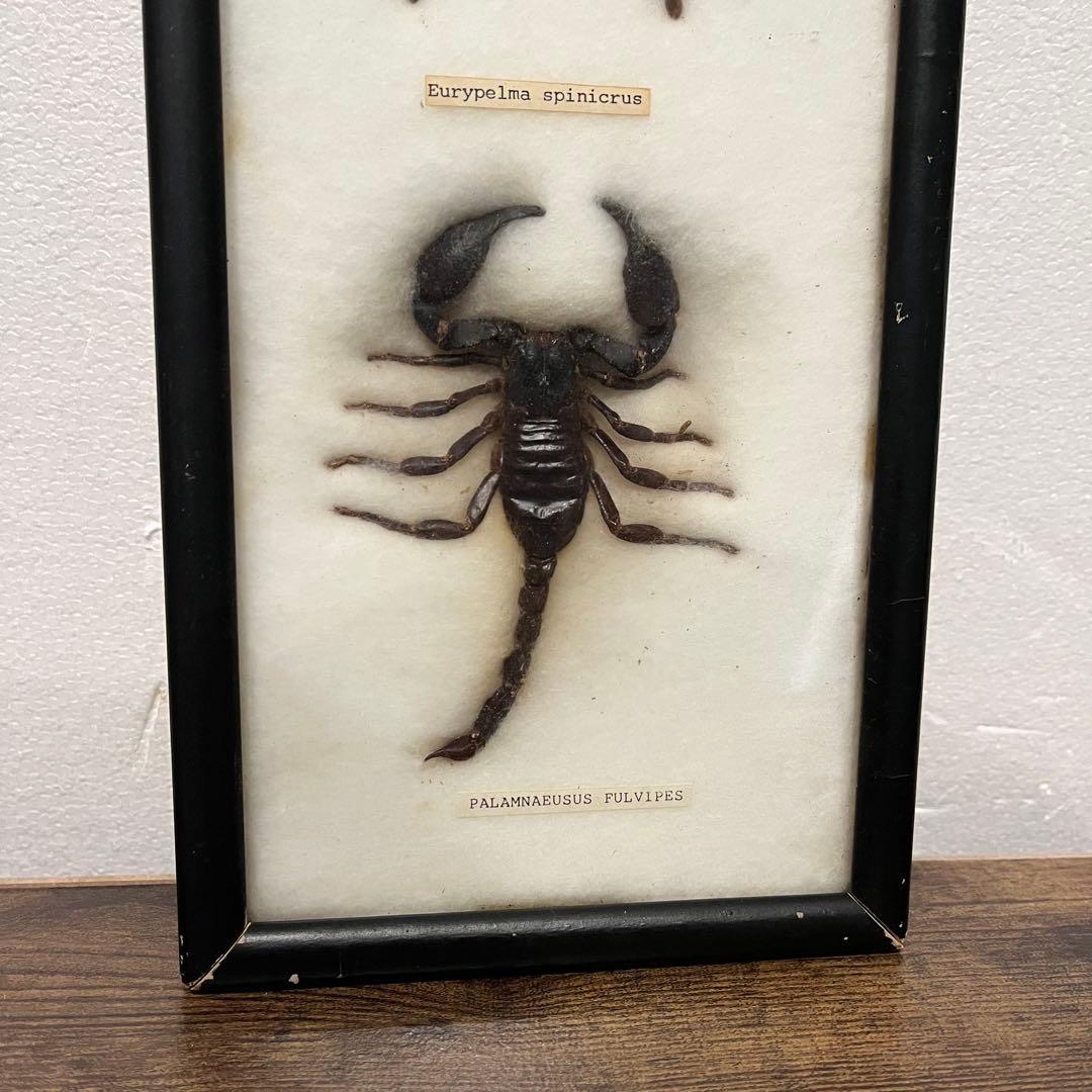 昭和レトロ 節足動物標本 額装 ムカデ クモ サソリ