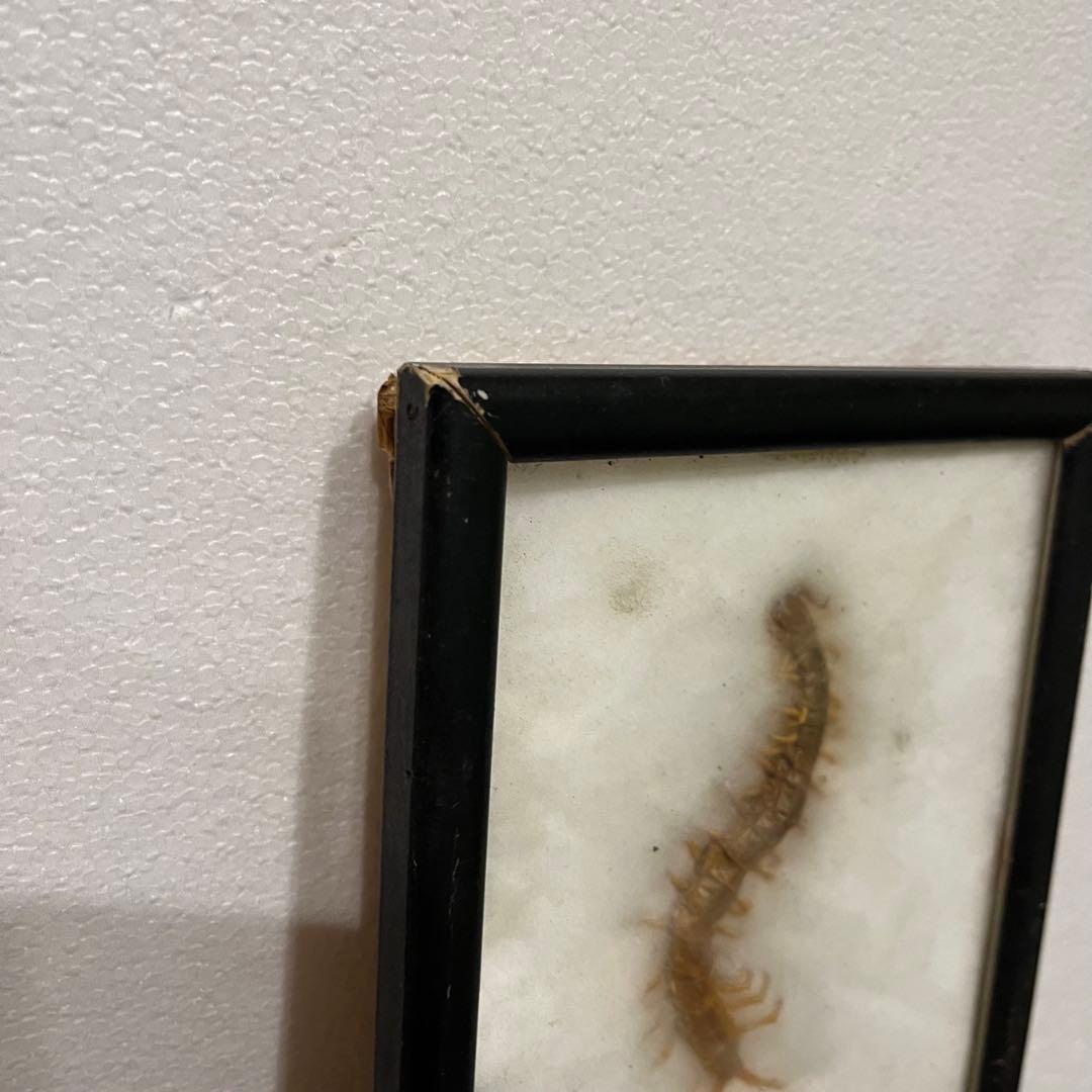 昭和レトロ 節足動物標本 額装 ムカデ クモ サソリ