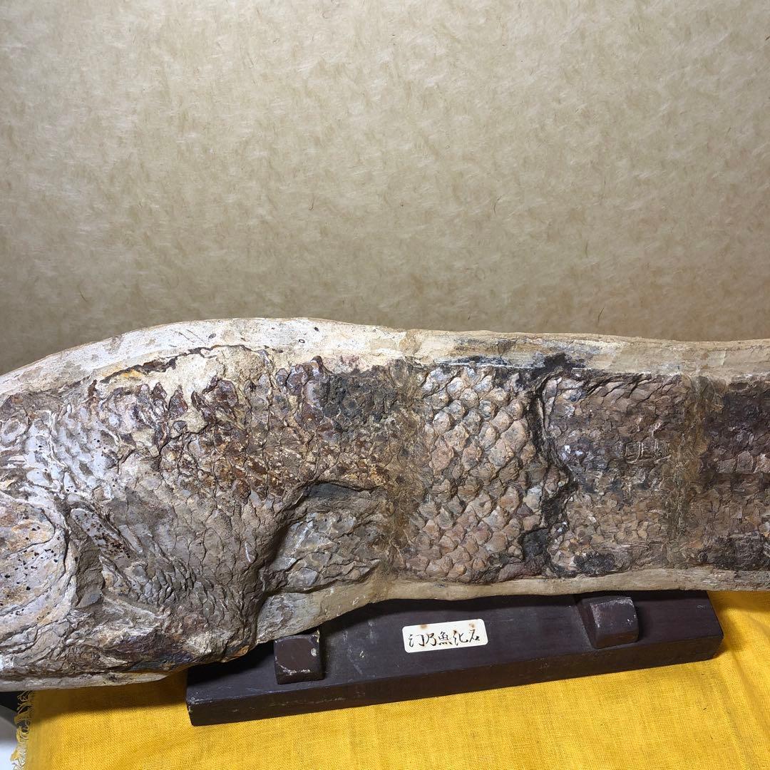 幻の魚　化石