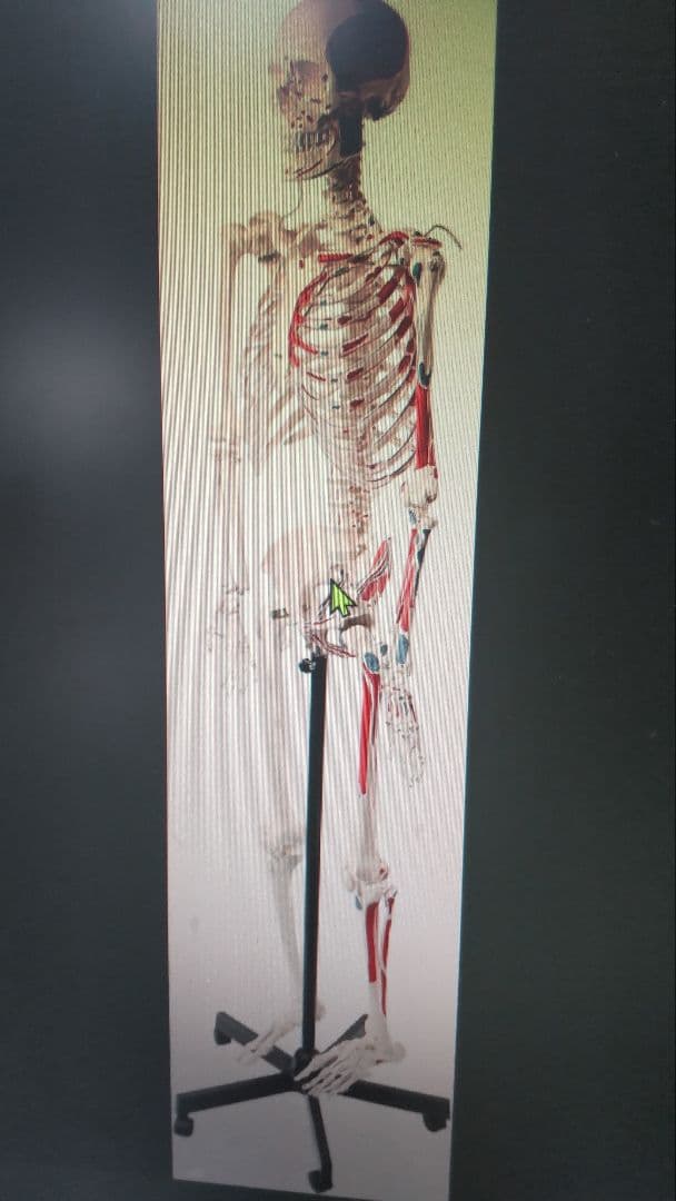 人体骨格模型 170cm等身大