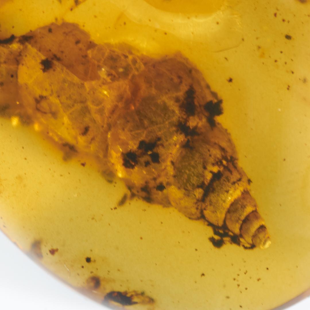 レア極上品 PA112虫入り琥珀化石　ミャンマーカムティかタナイ9900万年前