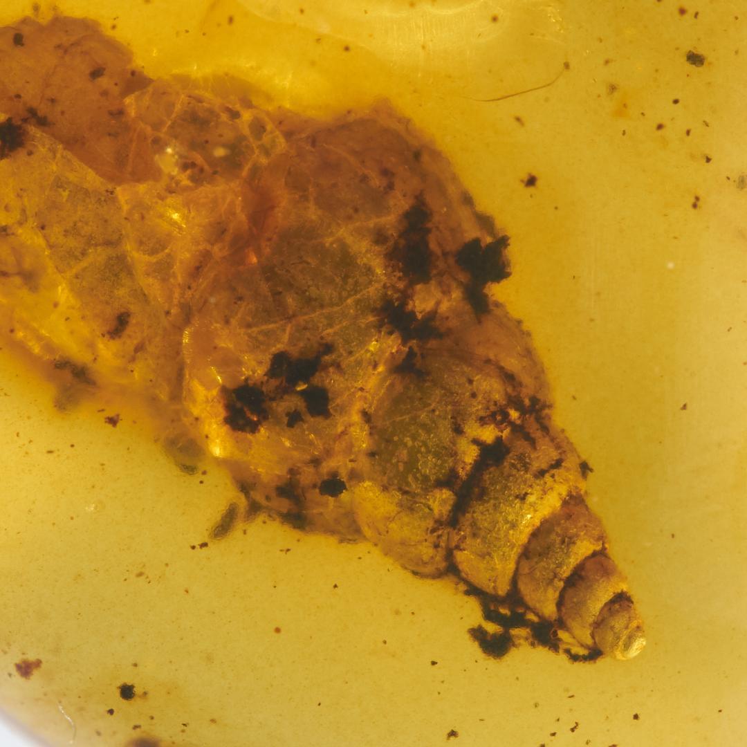 レア極上品 PA112虫入り琥珀化石　ミャンマーカムティかタナイ9900万年前