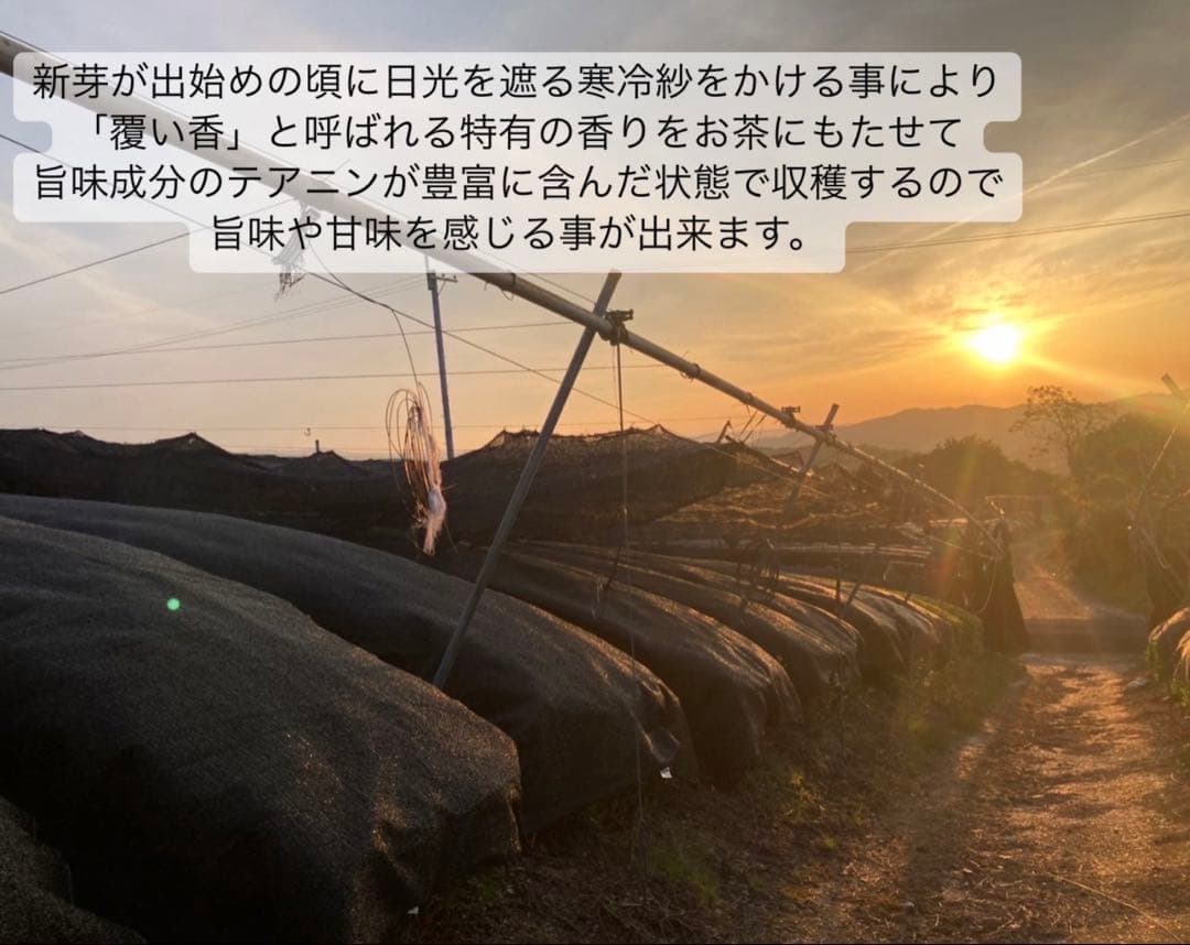 【農薬不使用】日本茶8種類飲み比べセット各(3個入り×8種類)