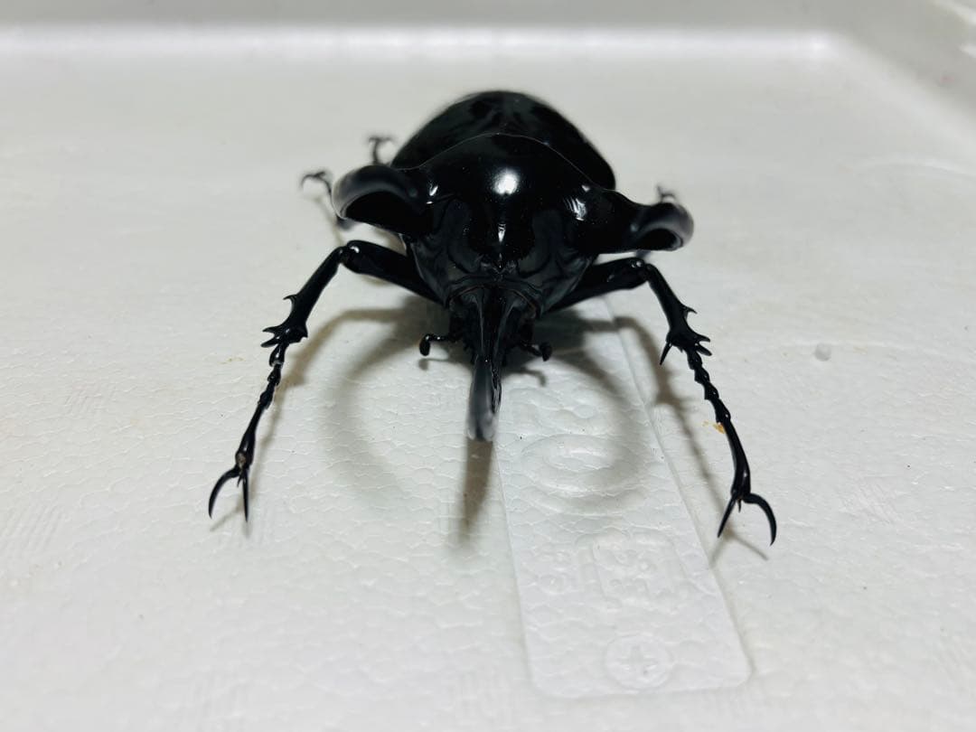 【激レア】特大コーカサスオオカブト 128ミリ 死虫　標本 カブトムシ