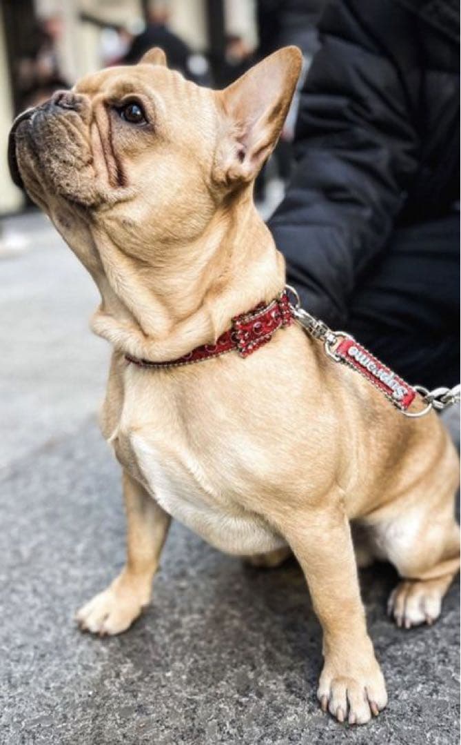 【新品】格安！！シュプリーム　B.Bサイモン　リード、首輪セット