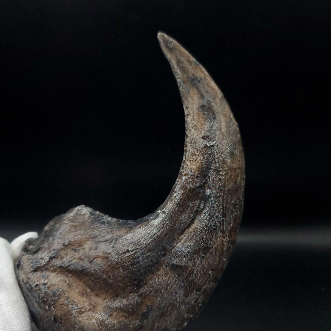 アロサウルス 爪 化石 レプリカ 約175,06mm  arr13