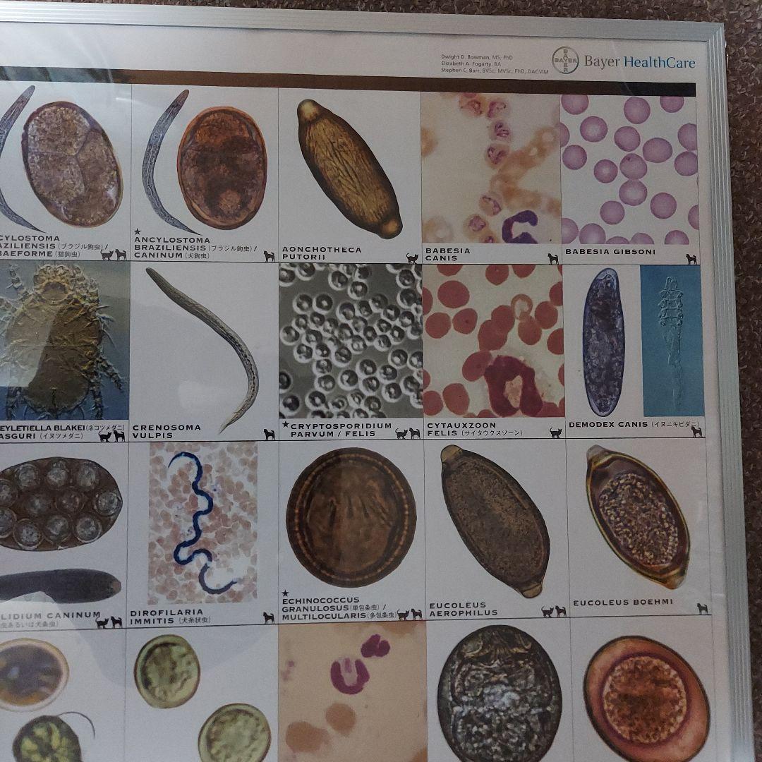 犬と猫の寄生虫図鑑 大パネル