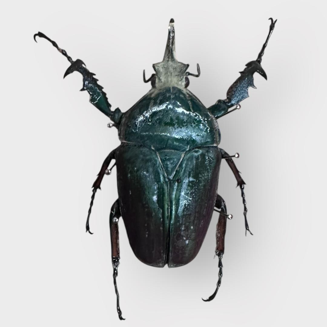 桐箱入り　　クビワオオツノカナブン 雄　オス　標本　　ルワンダ産