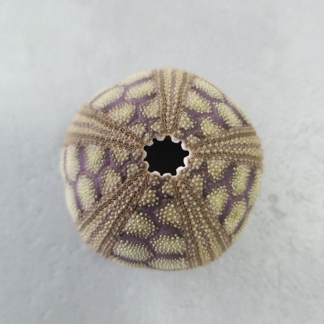 Microcyphus rousseaui　ウニ　殻　大