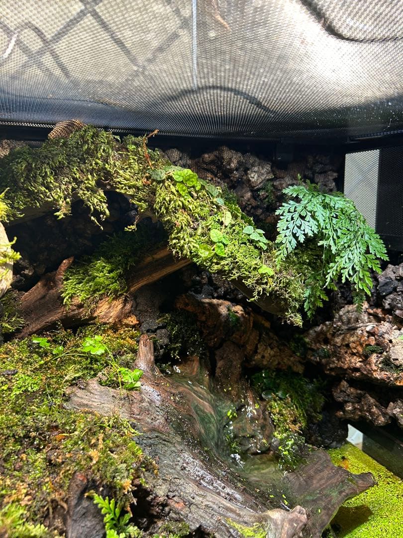 テラリウム　レイアウト品　イモリウム