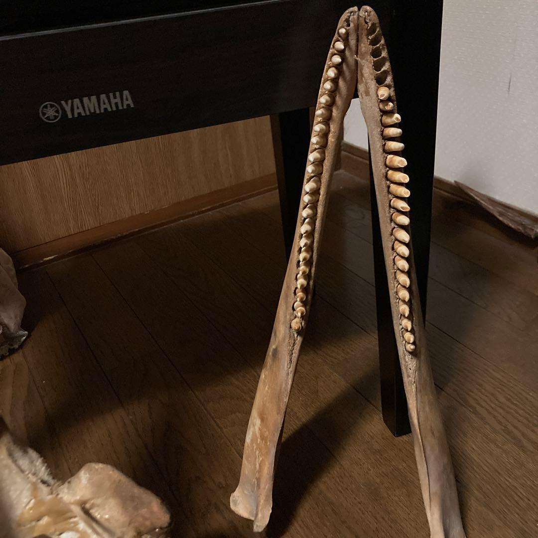 動物　頭骨 標本