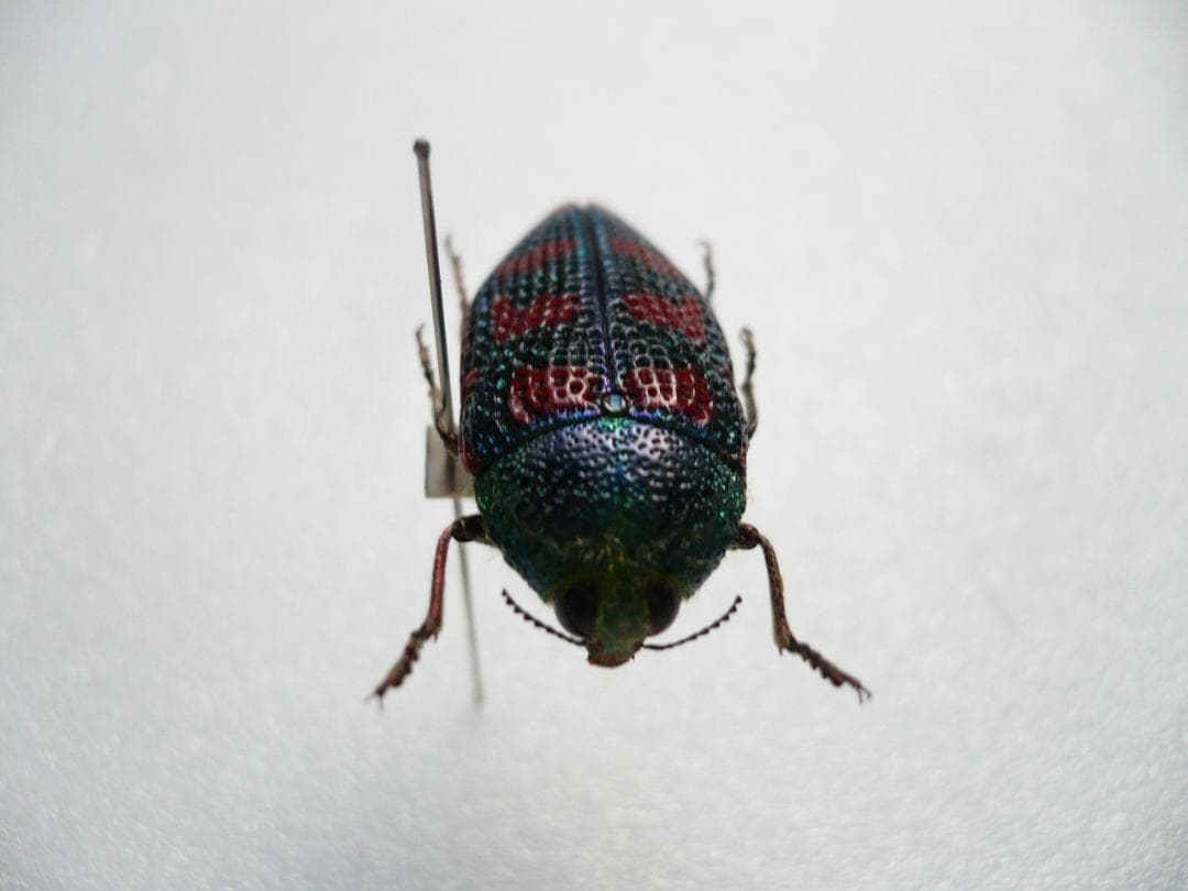 オーストラリアのタマムシ Stigmodera roei