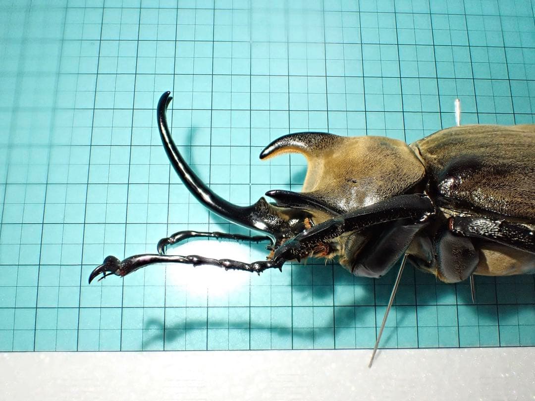 【標本】ギアスゾウカブト　亜種ポリオン　バイア産　98.3ミリ　飼育品