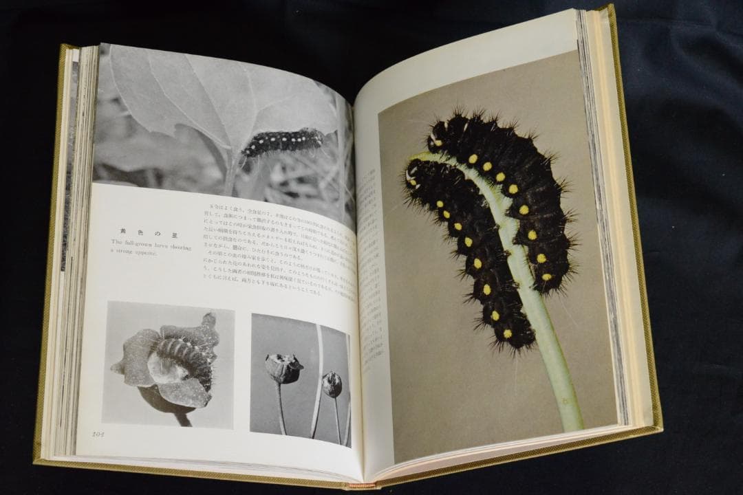 【ヒメギフチョウ】田淵行男　1957年初版　　★★大幅に値下げしました