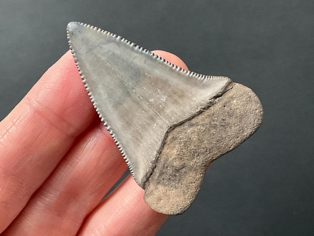 サメの歯 ホホジロザメ [GR228] 化石 希少 レア