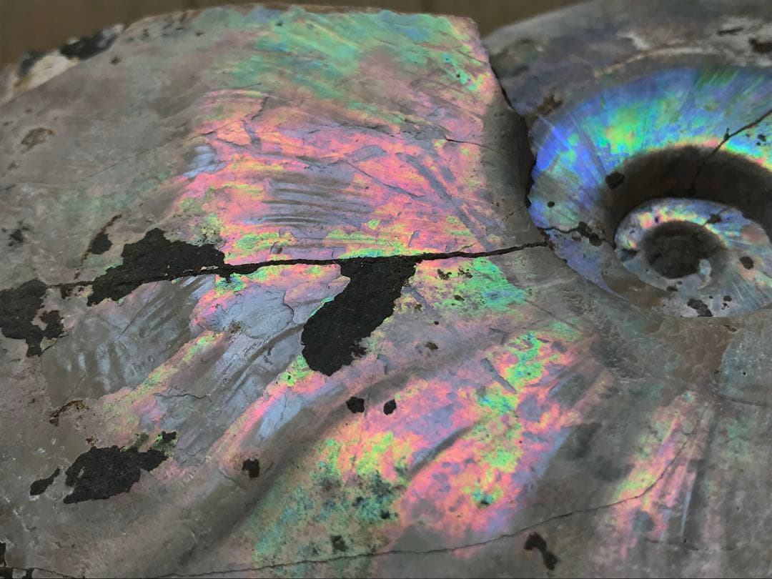 【わた】マダガスカル産　アンモナイト化石青（ビューダンティセラス）大サイズ