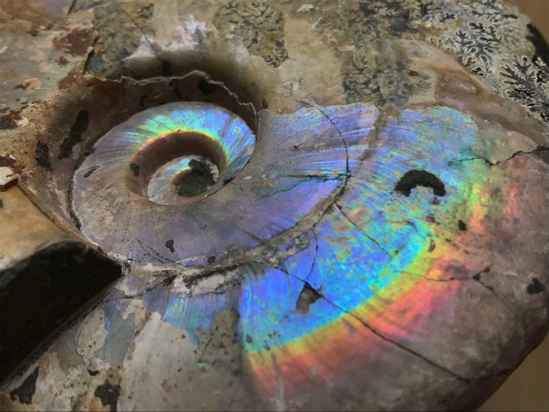 【わた】マダガスカル産　アンモナイト化石青（ビューダンティセラス）大サイズ