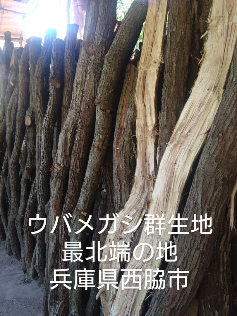 備長炭 荒１５キロ