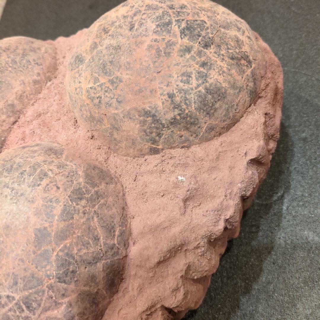 (貴重)　恐竜ハドロサウルスの卵化石（3個）　中国　補修あり